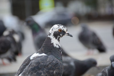 Close-up of pigeon