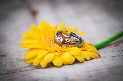 Close-up of yellow flower