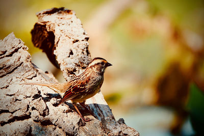 Close-up of bird perching on rock