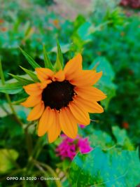 Close-up of yellow flower