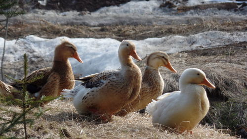 Close-up of ducks in lake