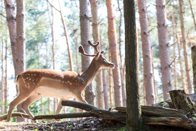 Side view of deer in forest