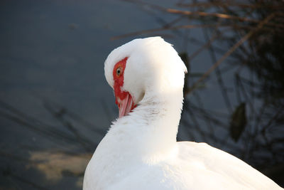 Close-up of white bird against blurred background