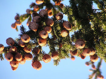 Low angle view of pine cone against sky