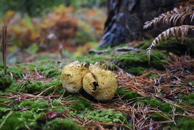 Close-up of mushroom growing on field