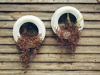 Wilted plants in white tires on wooden wall