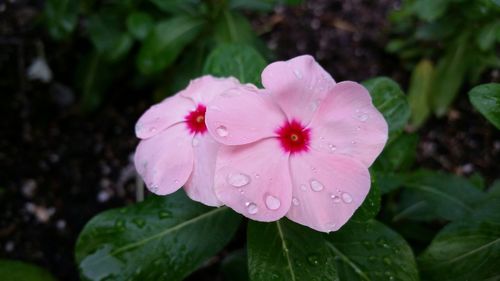 Close-up of pink flowers