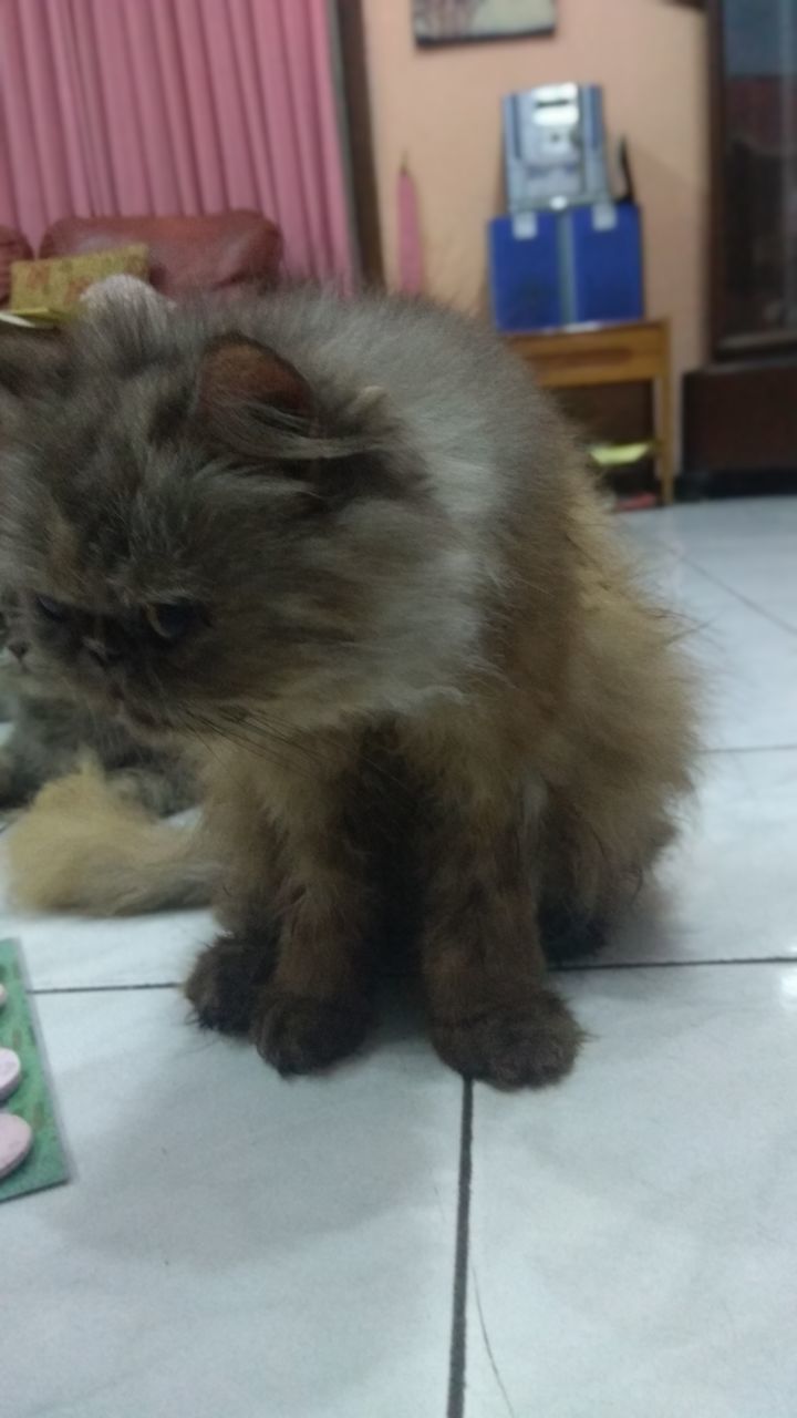 CLOSE-UP OF CAT LOOKING AT HOME