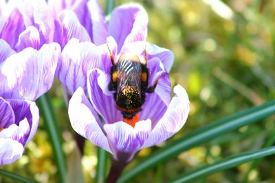 Close-up of bee pollinating on purple flower