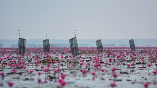 Close-up of pink lotus water lily in lake against sky