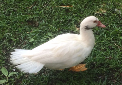 High angle view of duck on field