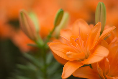 Close-up of day lily blooming outdoors