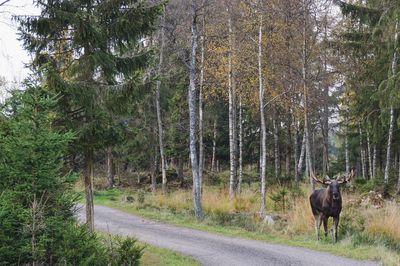 View of horse on road amidst trees