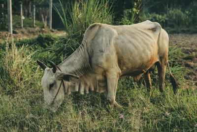 Sheep grazing in a field