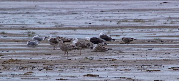 Flock of birds on beach