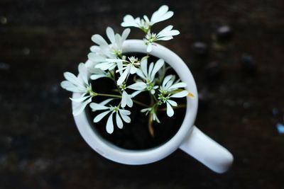 Close-up of white flowers