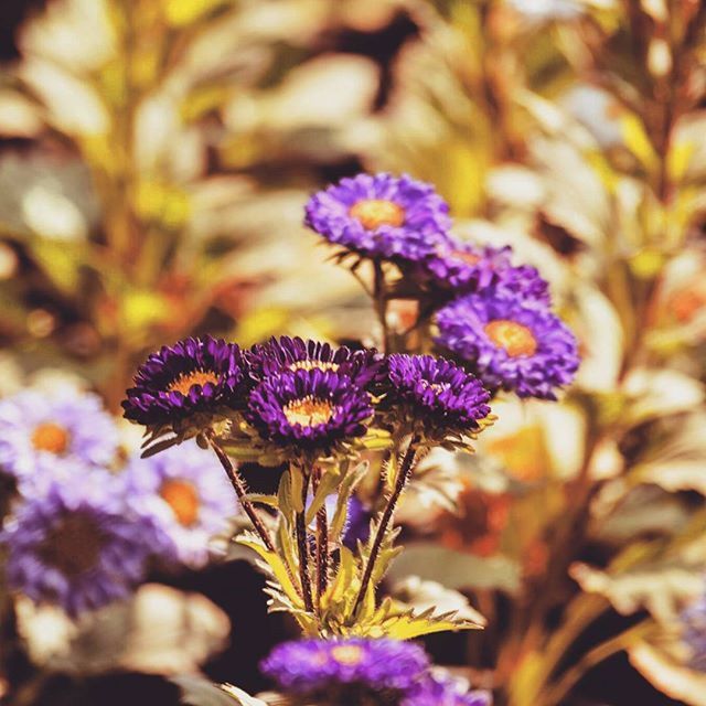 flower, purple, freshness, fragility, growth, beauty in nature, petal, close-up, focus on foreground, flower head, plant, nature, blooming, in bloom, selective focus, stem, botany, springtime, blossom, blue