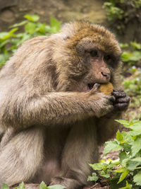 Close-up of eating monkey