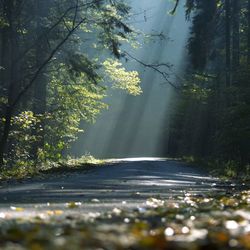 Road passing through forest