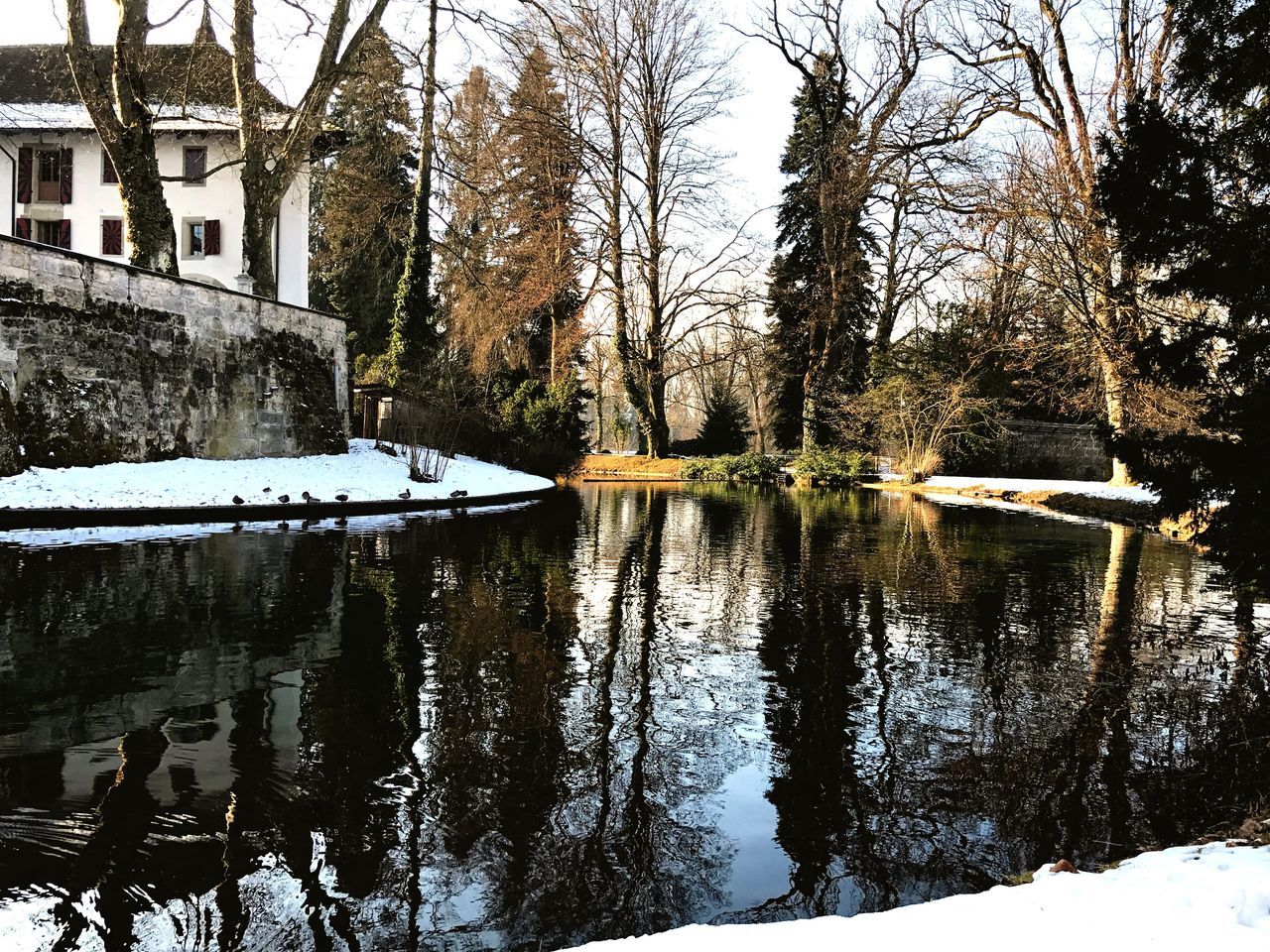 reflection, tree, water, nature, day, tranquility, outdoors, beauty in nature, lake, growth, no people, sky, scenics