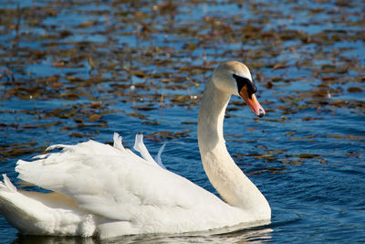 Swan floating on a lake