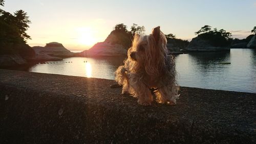 Dog on lake against sky during sunset