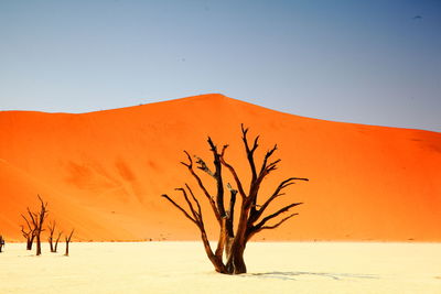 Bare tree in sand at desert against sky