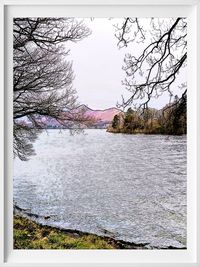 Bare trees in the dark