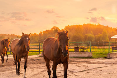 Horses standing in ranch against sky during sunset