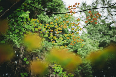 Trees against clear sky