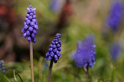 Close-up of purple flowering plants