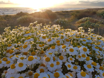Close-up of fresh white flowers on field against bright sun