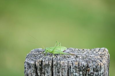 Close-up of insect on wood