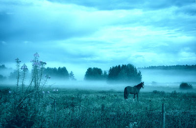 Horse on riverbank against sky