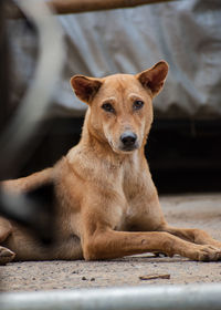 A street dog sleep on road