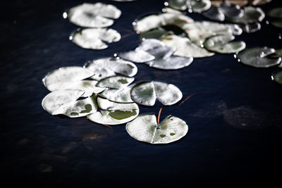 High angle view of water lily in lake