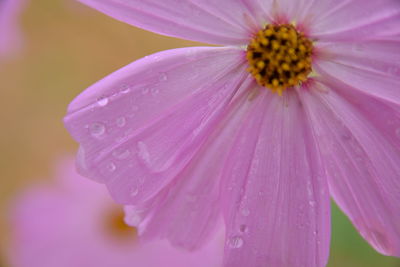 Close-up of wet pink flower