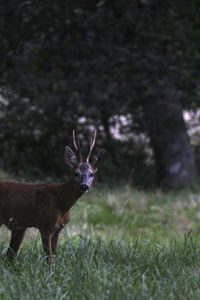 Deer standing on grassy field