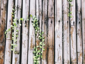 Full frame shot of bamboo tree trunk