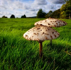 Close-up of mushroom on field