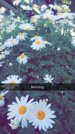 Close-up of white daisy flowers