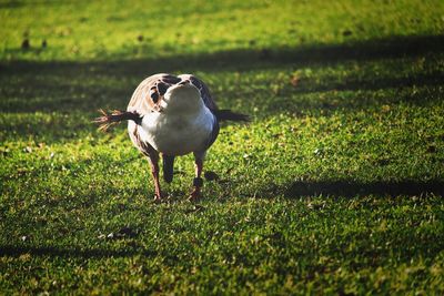 Bird in a field