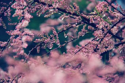 Close-up of pink cherry blossoms in spring