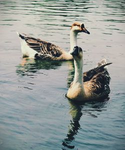 Duck swimming in lake