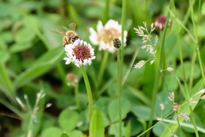 Close-up of bee on flower