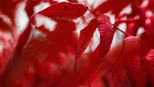 Full frame shot of red leaves