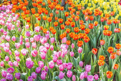 Full frame shot of flowering plants on field