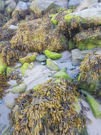 High angle view of moss growing on rocks