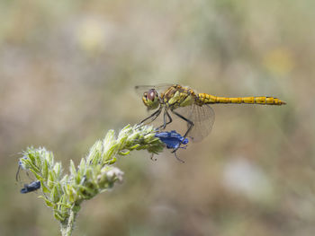 Close-up of damselfly on plant