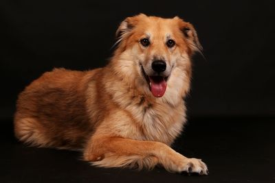 Close-up portrait of a dog over black background